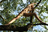 Alizeya-A-Tree-Monkey-3--14bjjhg7k0.jpg
